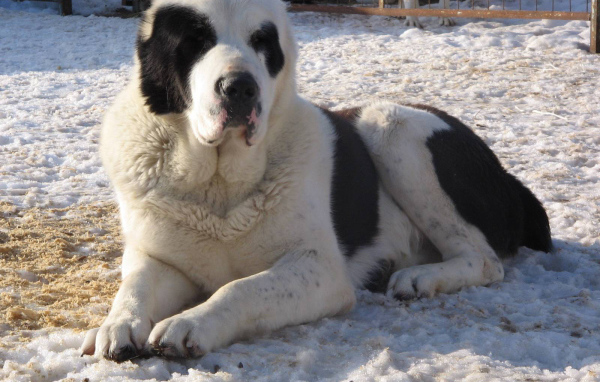 Красивый алабай в вольере