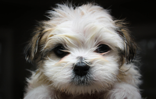 Красивая мордашка шитцу