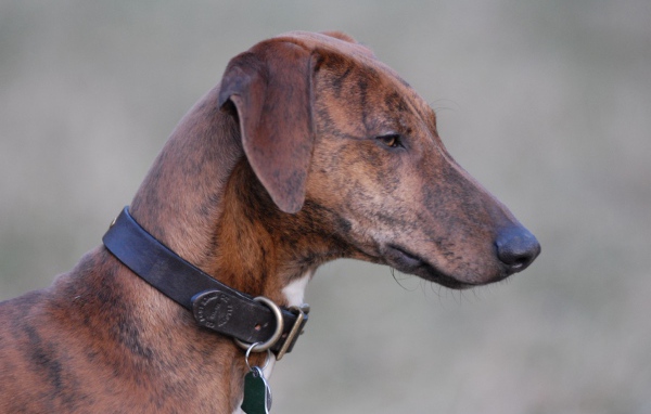 Красивая собака азавак