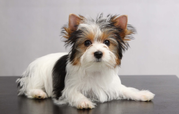 Красивая собачка бивер йорк