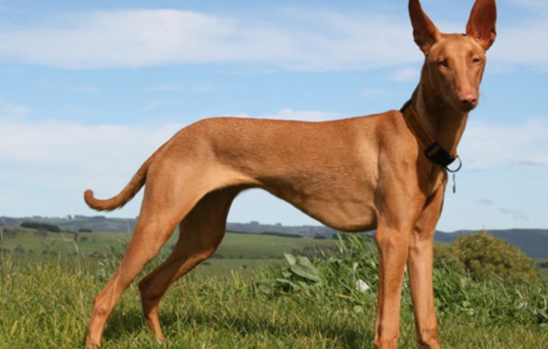 Красивый пес Фараонова собака