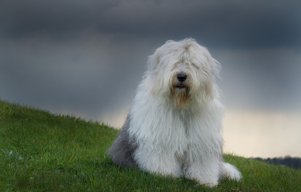 Красивый пес породы бобтейл