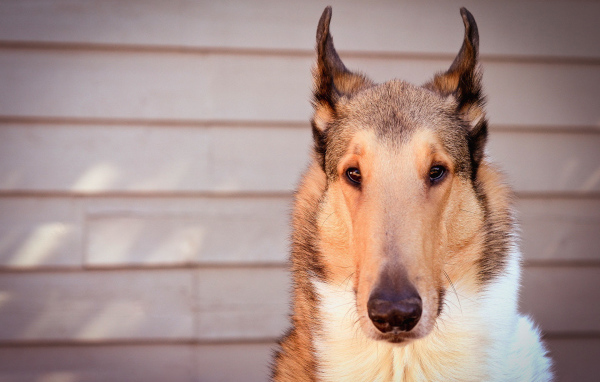 Красивые ушки у колли