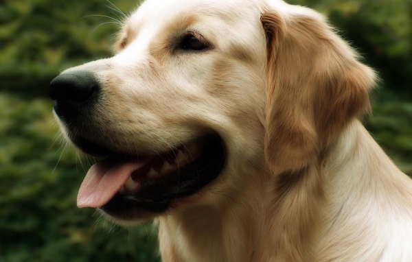 Красивый золотой ретривер