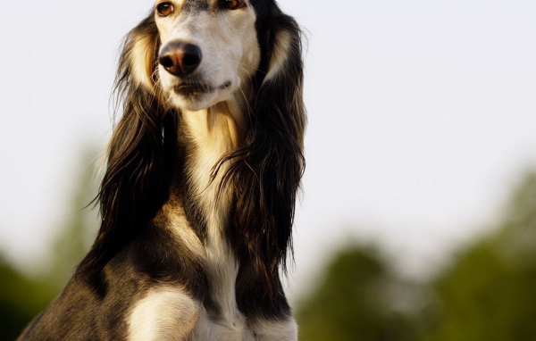 Красивая борзая собака