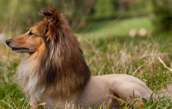 Красивая стрижка у колли