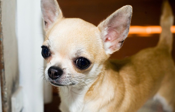 Красивая мордашка чихуахуа