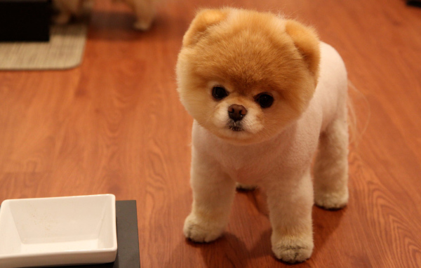 Красивый померанский шпиц