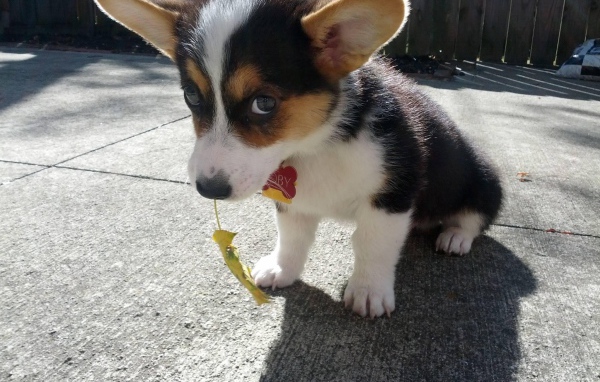 Красивый щенок вельш-корги