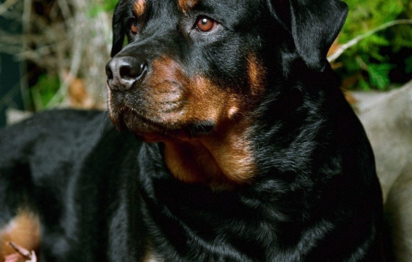 Красивый грустный ротвейлер
