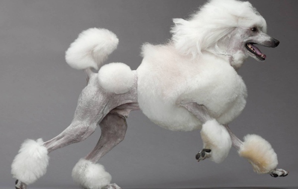 Красиво подстриженный пудель