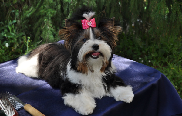 Бивер йорк модница