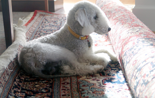 Бедлингтон терьер на ковре