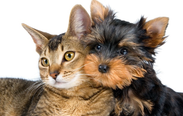 Лучший друг йоркширского терьера