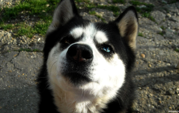 Преданная сибирская лайка