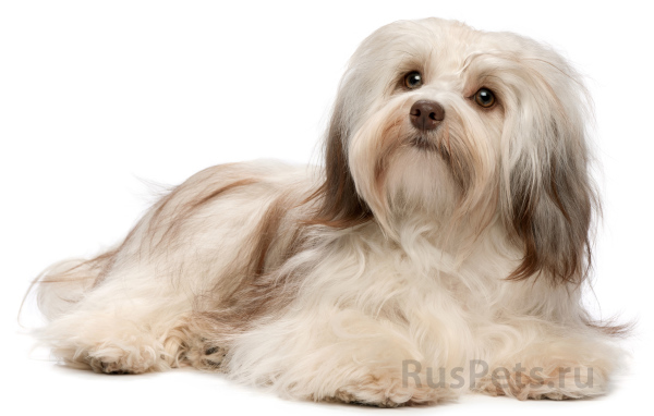 Болонка бишон лежит