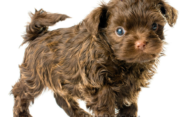 Болонка коричневого цвета