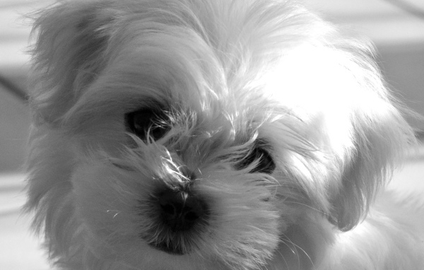 Болонка в лучах солнца