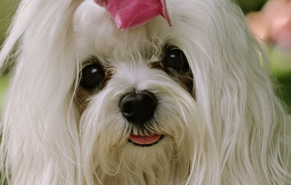 Болонка с выразительными глазами