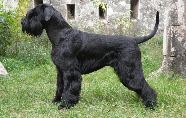 Большая собака шнауцер