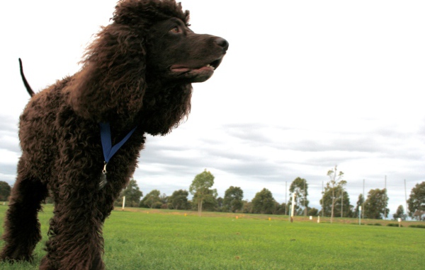Черный ирландский водяной спаниель