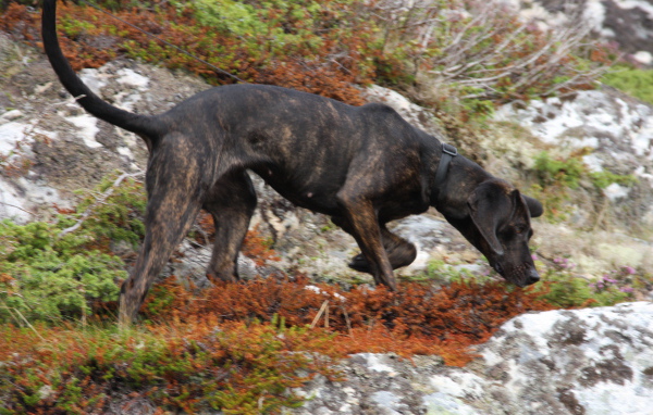 Черная фараонова собака