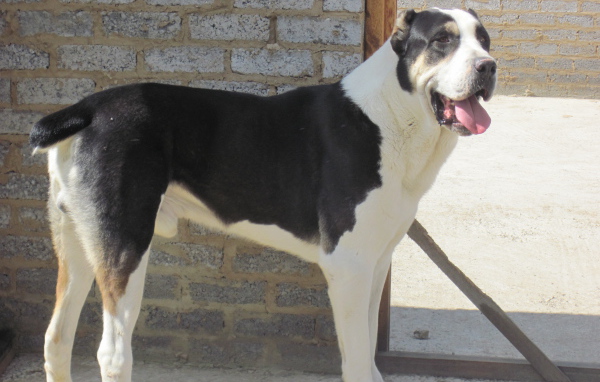 Черно белый алабай