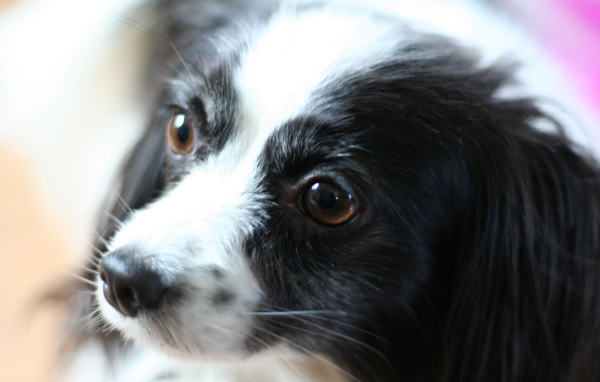 Черно белый папильон