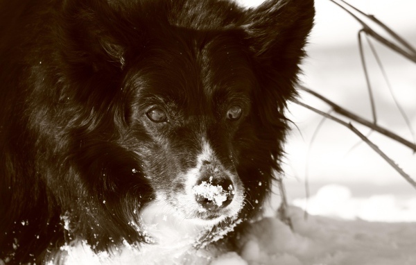 Черная колли в снегу