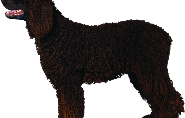 Черный кучерявый пудель