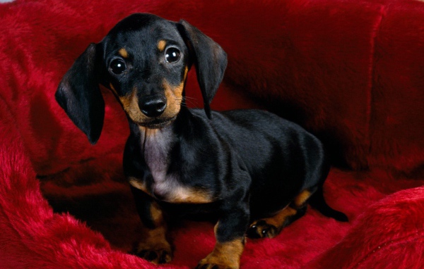 Щенок черной таксы
