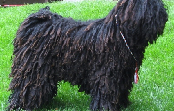 Черный лохматый комондор