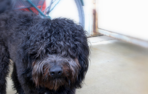 Черный лохматый барбет