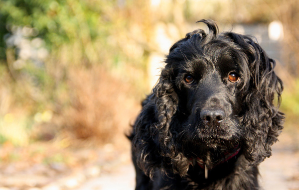 Черный лохматый пудель