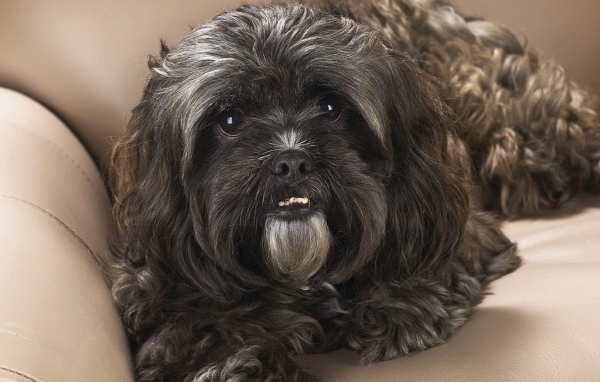 Черный шитцу на диване