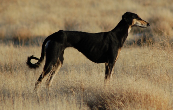 Черная стройная салюки