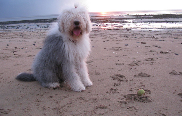 Бобтейл на фоне заката