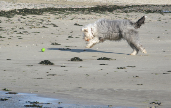 Бобтейл ловит мяч