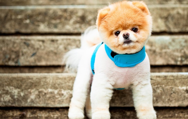 Самая симпатичная собака Бу