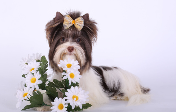 Букет ромашек для бивер йорк