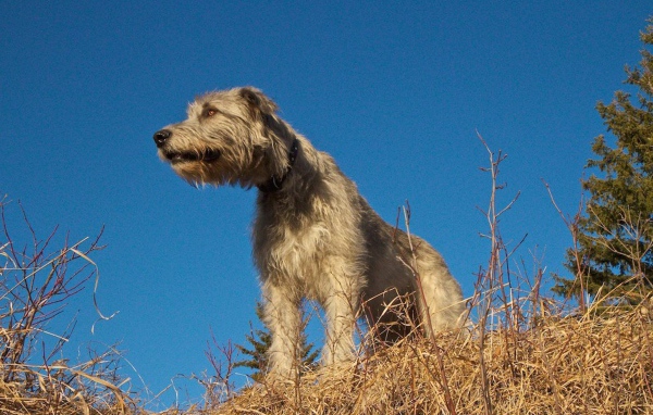 Порода собак ирландский волкодав