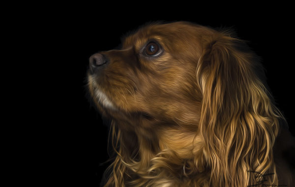 Коричневый кавалер кинг чарльз спаниель