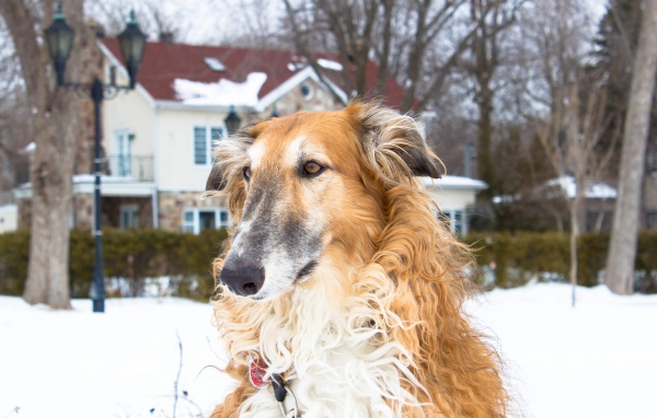 Коричневая борзая за городом