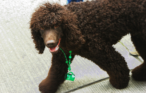 Коричневый ирландский водяной спаниель