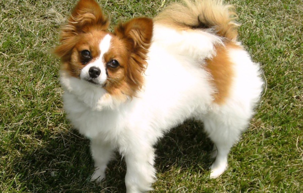 Бело коричневый папильон