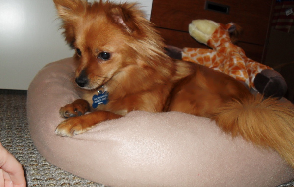 Коричневый папильон на подушке