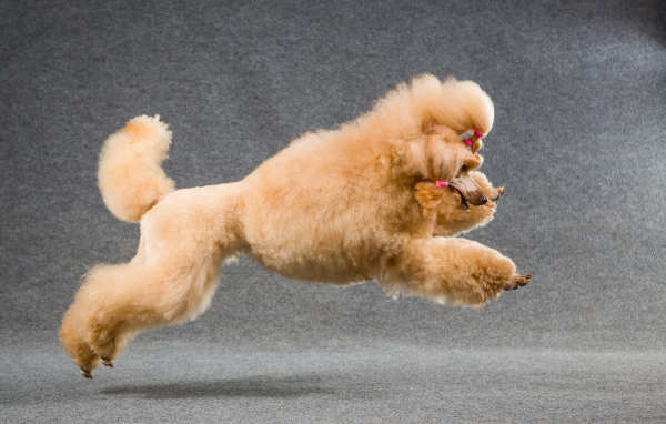 Коричневый пудель прыгает