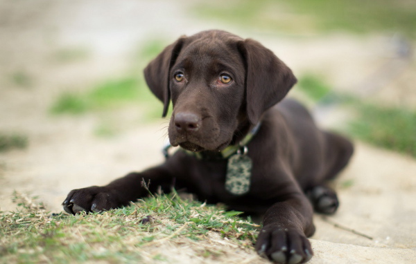 Коричневый щенок на траве