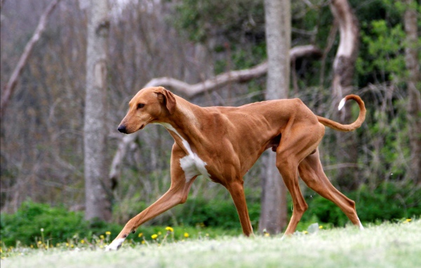 Коричневый худой азавак