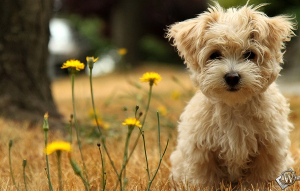 Коричневая болонка на природе